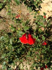 Salvia microphylla