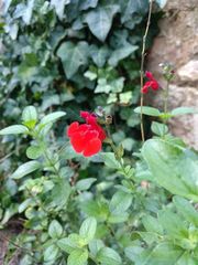 Salvia microphylla