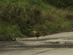 Caracara plancus