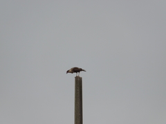 Caracara plancus