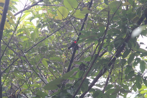 Blue-billed Malimbe (Malimbus nitens), photo 3