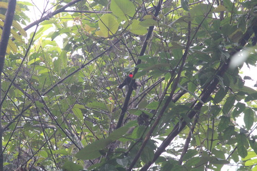 Blue-billed Malimbe (Malimbus nitens), photo 3