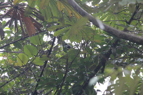 Blue-billed Malimbe (Malimbus nitens), photo 5