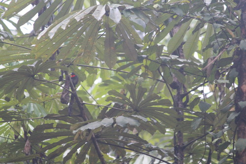 Blue-billed Malimbe (Malimbus nitens), photo 6