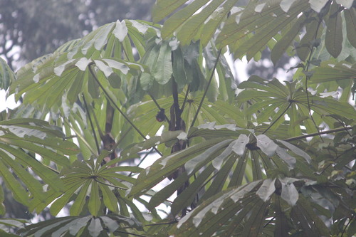 Blue-billed Malimbe (Malimbus nitens), photo 7