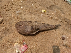 Uranoscopus guttatus