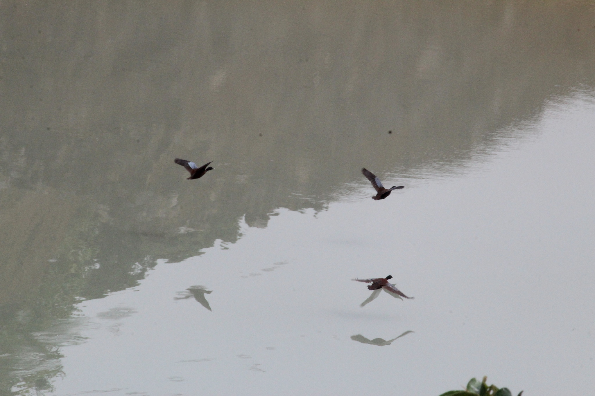 Hartlaub's Duck (Pteronetta hartlaubii), photo 6