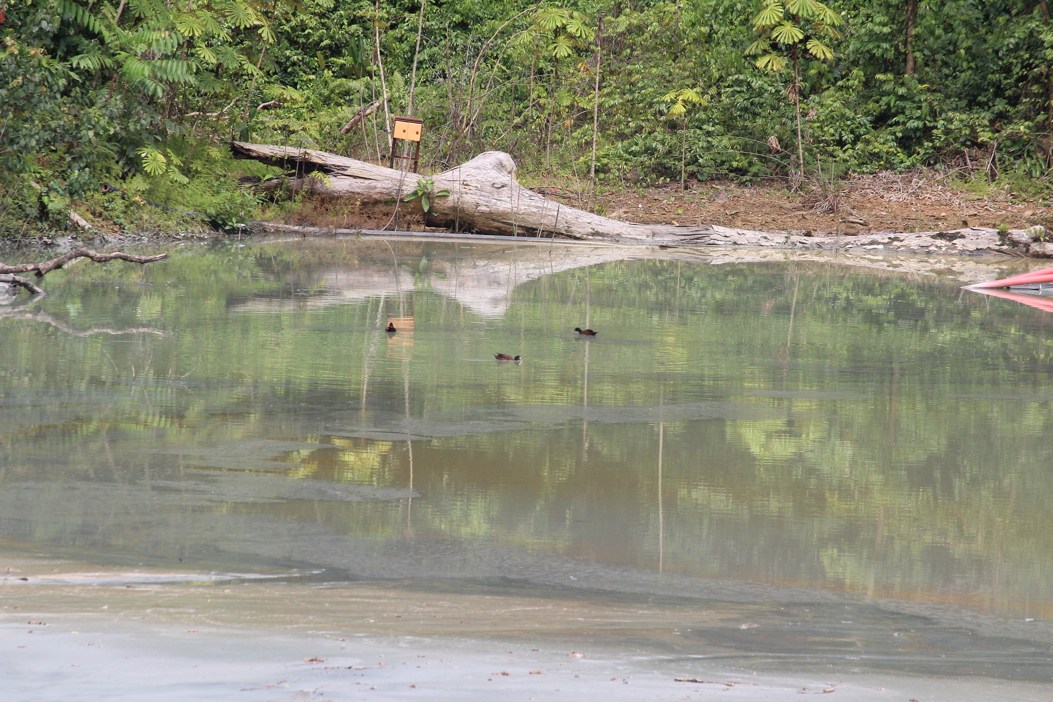 Hartlaub's Duck (Pteronetta hartlaubii), photo 7