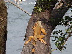 Iguana iguana
