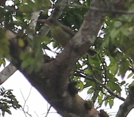 Olive Sunbird (Cyanomitra olivacea), photo 5