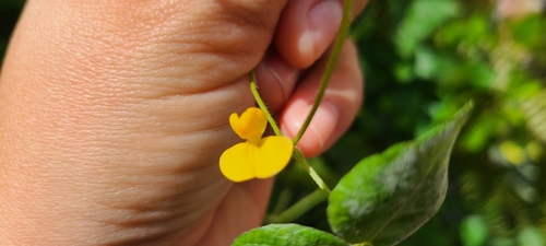 Image of Vigna hosei by (c) ritirene, some rights reserved (CC BY)