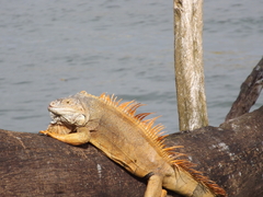 Iguana iguana