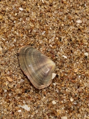 Latona cuneata