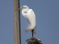 Ardea alba