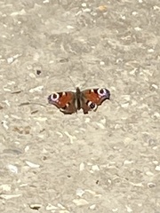 Aglais io