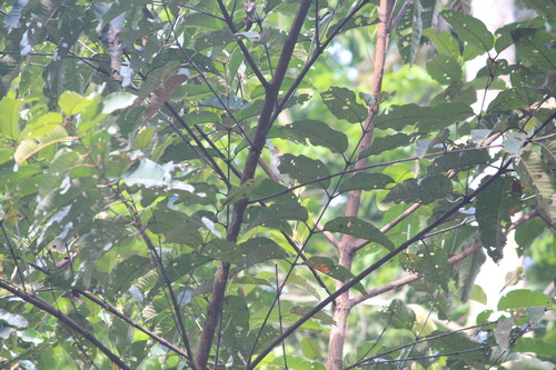 Western Nicator (Nicator chloris), photo 5