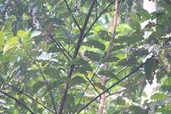 Nicator chloris