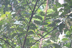 Nicator chloris