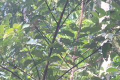 Nicator chloris