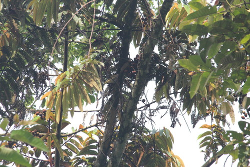 Honeyguide Greenbul (Baeopogon indicator), photo 4