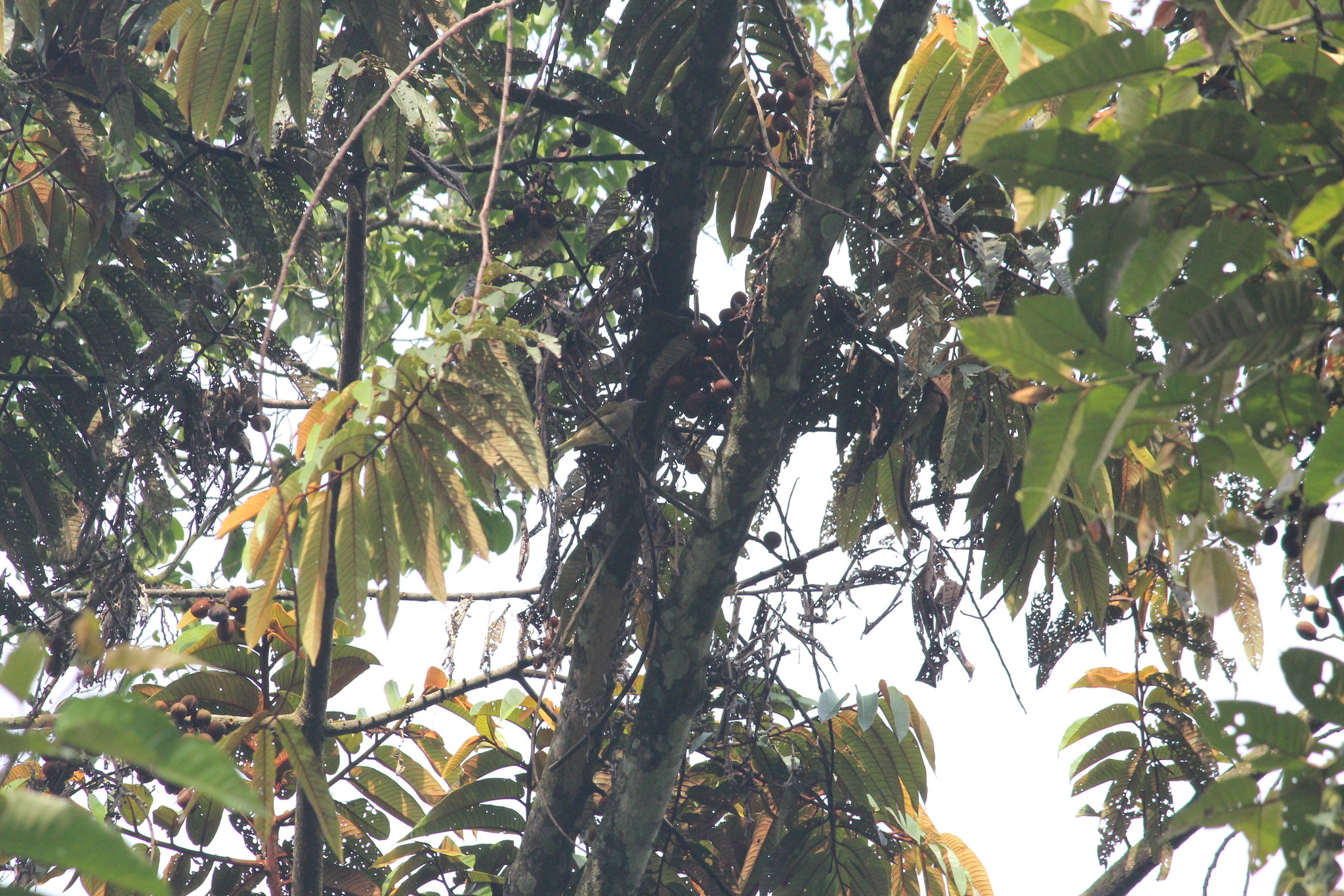 Honeyguide Greenbul (Baeopogon indicator), photo 4