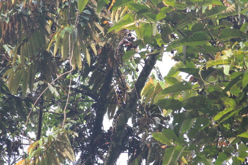 Honeyguide Greenbul (Baeopogon indicator), photo 5