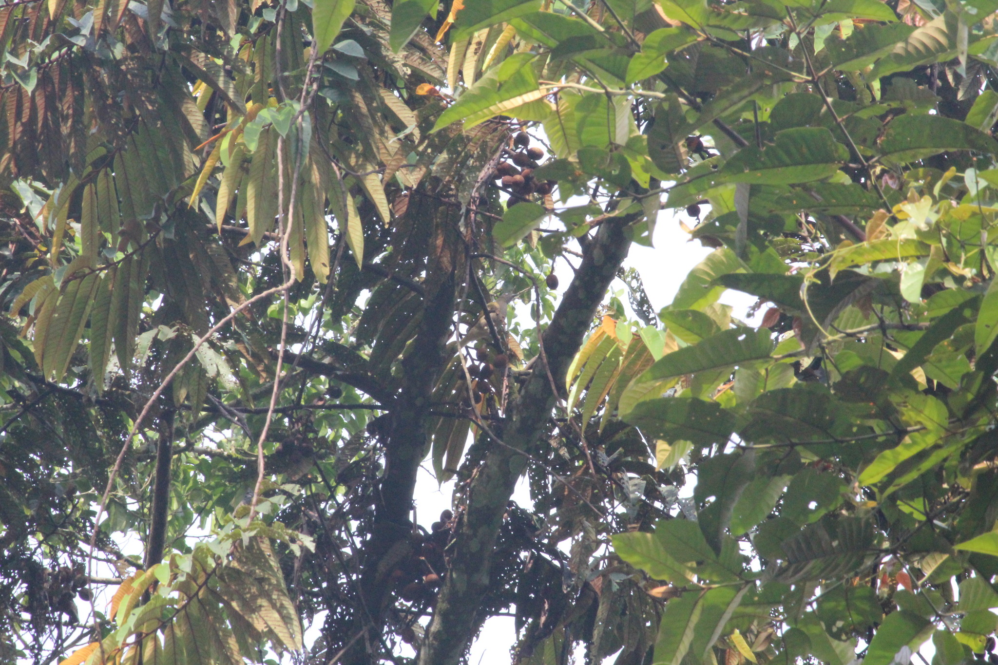 Honeyguide Greenbul (Baeopogon indicator), photo 5