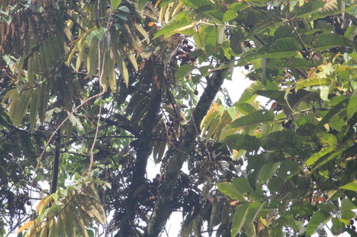 Honeyguide Greenbul (Baeopogon indicator), photo 8