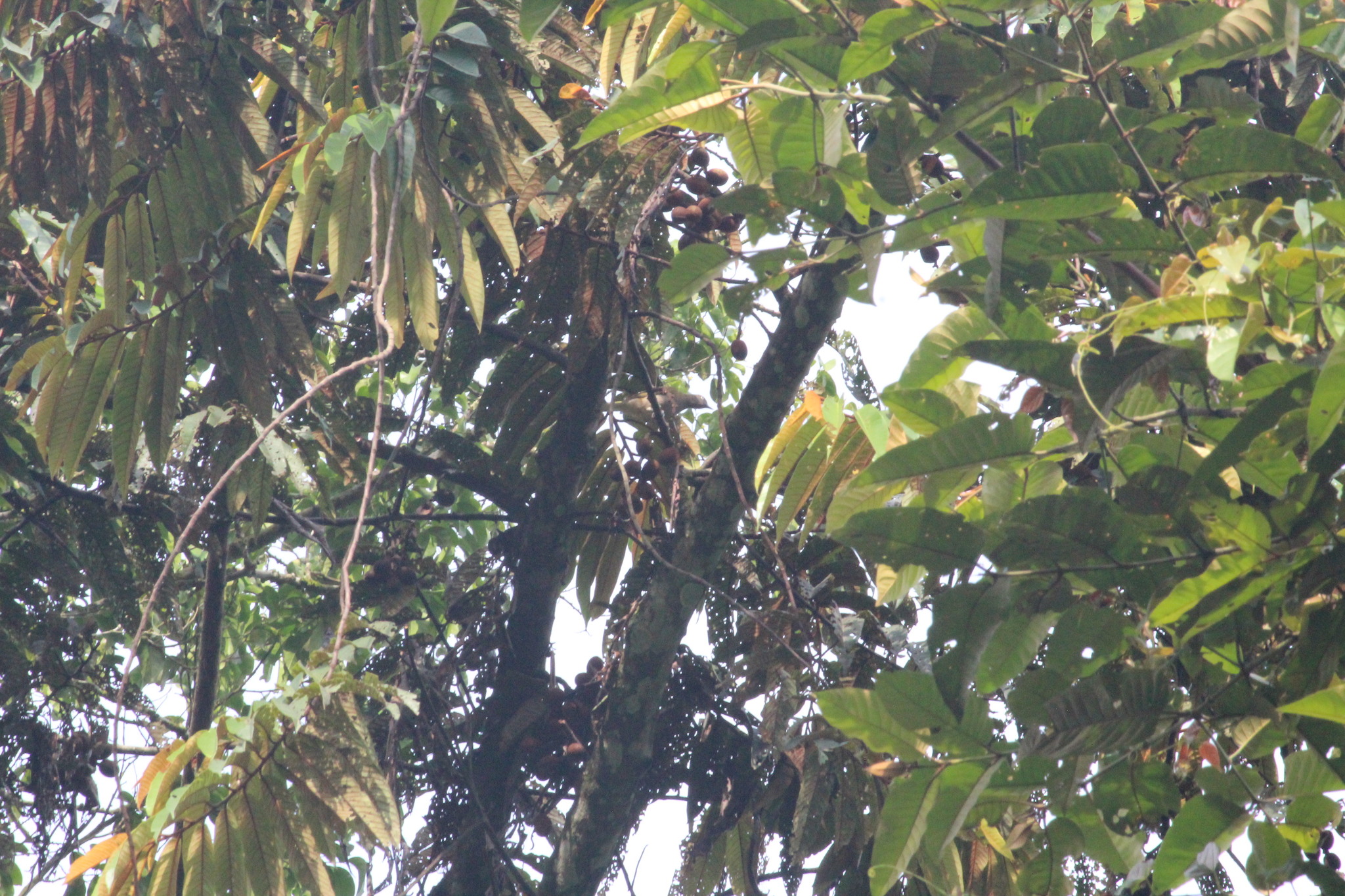 Honeyguide Greenbul (Baeopogon indicator), photo 6