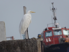 Ardea alba