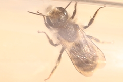 Osmia bicolor