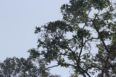 Chrysococcyx cupreus