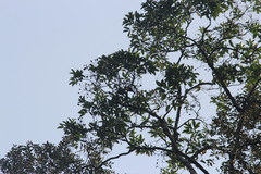 Chrysococcyx cupreus