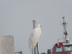 Ardea alba