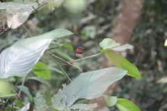 Platysteira castanea