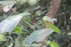 Platysteira castanea