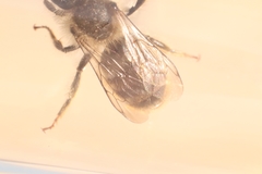 Osmia bicolor