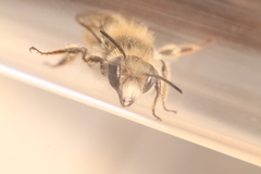 Osmia bicolor