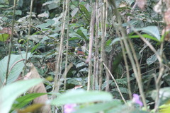 Platysteira castanea