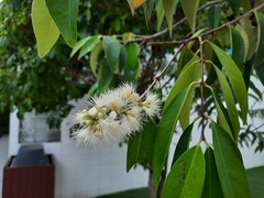 Syzygium antisepticum