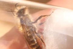 Osmia bicolor