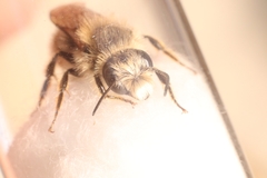 Osmia bicolor
