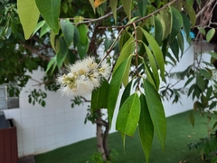 Syzygium antisepticum