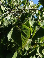 Dombeya × cayeuxii