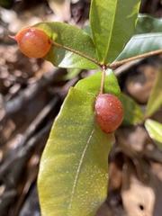 Dryocosmus quercuslaurifoliae