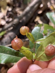 Dryocosmus quercuslaurifoliae