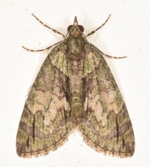 Hydriomena pluviata