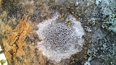 Lecanora horiza