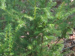 Taxus floridana