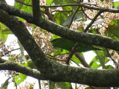 Bolborhynchus lineola